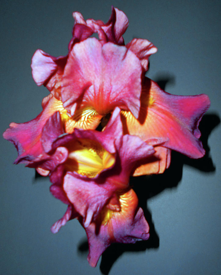 Autumn Iris 5 Photograph by Ron Kandt