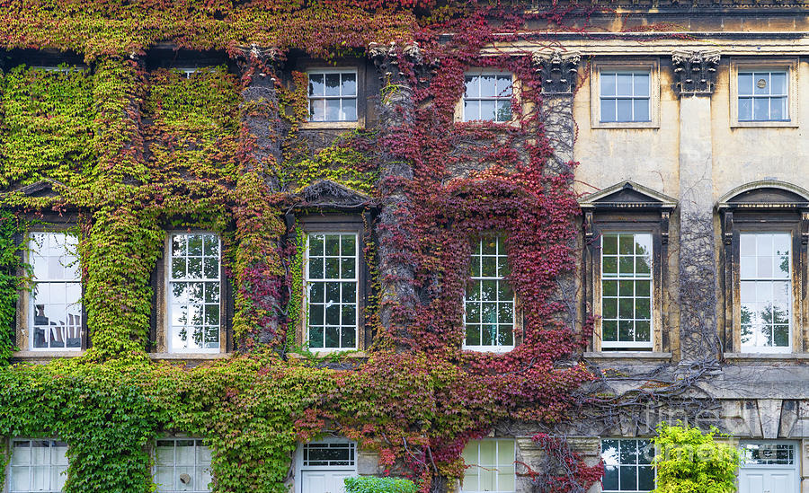 Autumn Ivy on the Architecture of Bath England Photograph by Wayne Moran