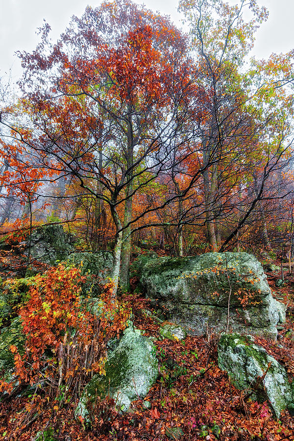 Autumn Jewels Photograph by Dan Carmichael