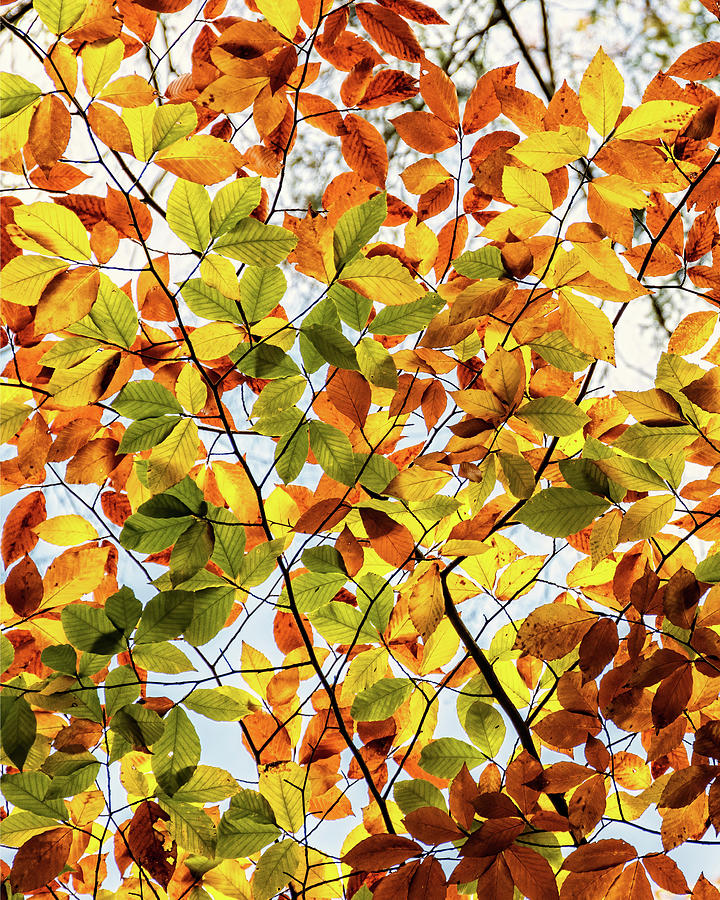 Autumn Kaleidoscope  Photograph by Harriet Feagin