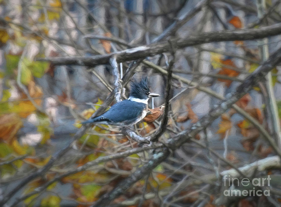 Autumn Kingfisher Photograph by Kerri Farley