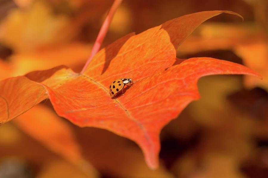 Autumn Lady Beetle Photograph by Liza Eckardt