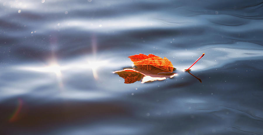 Autumn Lake Leaf Photograph by Rachel Morrison