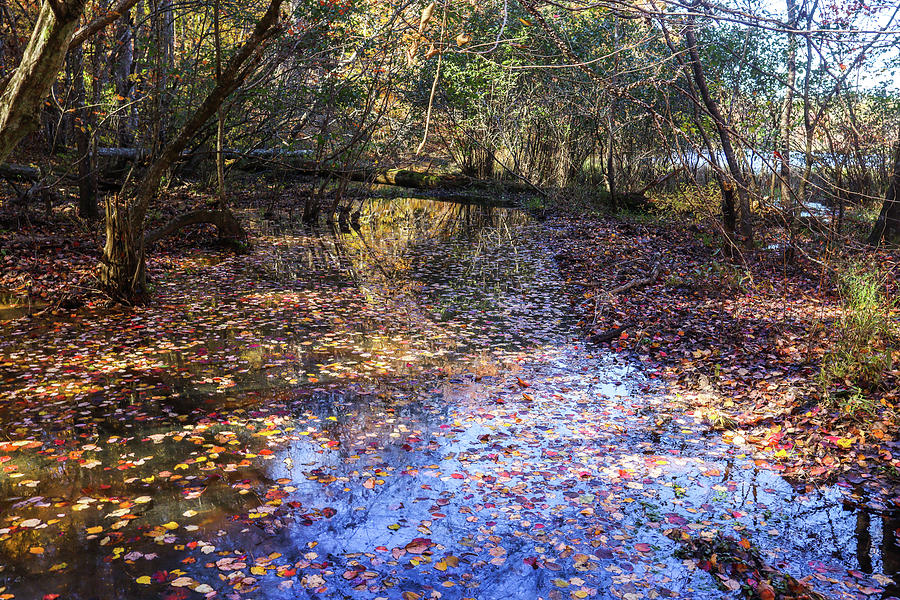 Autumn Lakeside Colorations Photograph