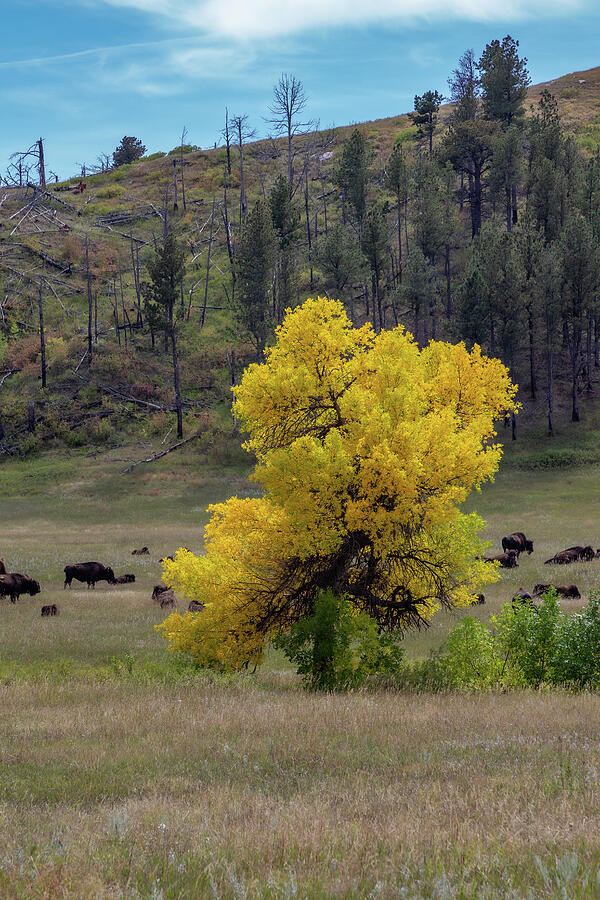 Yellow Tree in Autumn Landscape Photograph - Autumn Landscape by Cindy Robinson