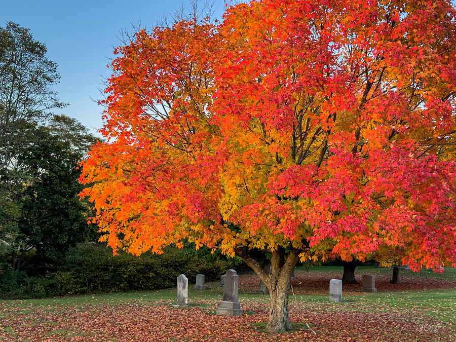 Autumn Landscape II Color Photograph by David Gordon