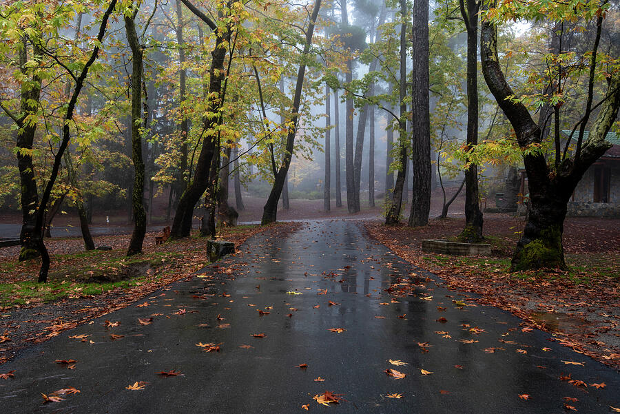 Autumn landscape maple trees and autumn leaves on the ground after rain. Photograph by Michalakis Ppalis