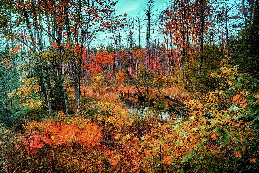 Autumn landscape scene 1 Photograph by Lilia S