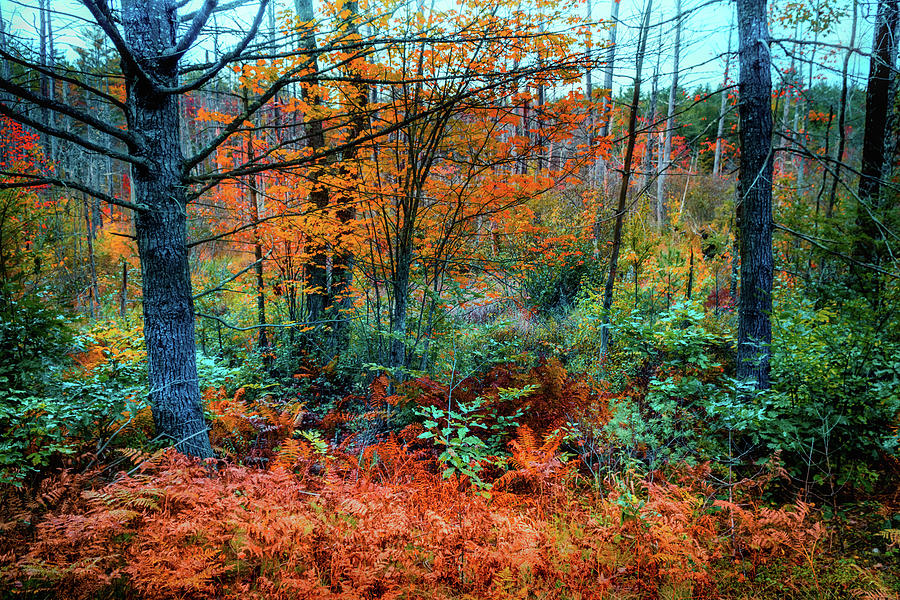Autumn landscape scene 2 Photograph by Lilia S