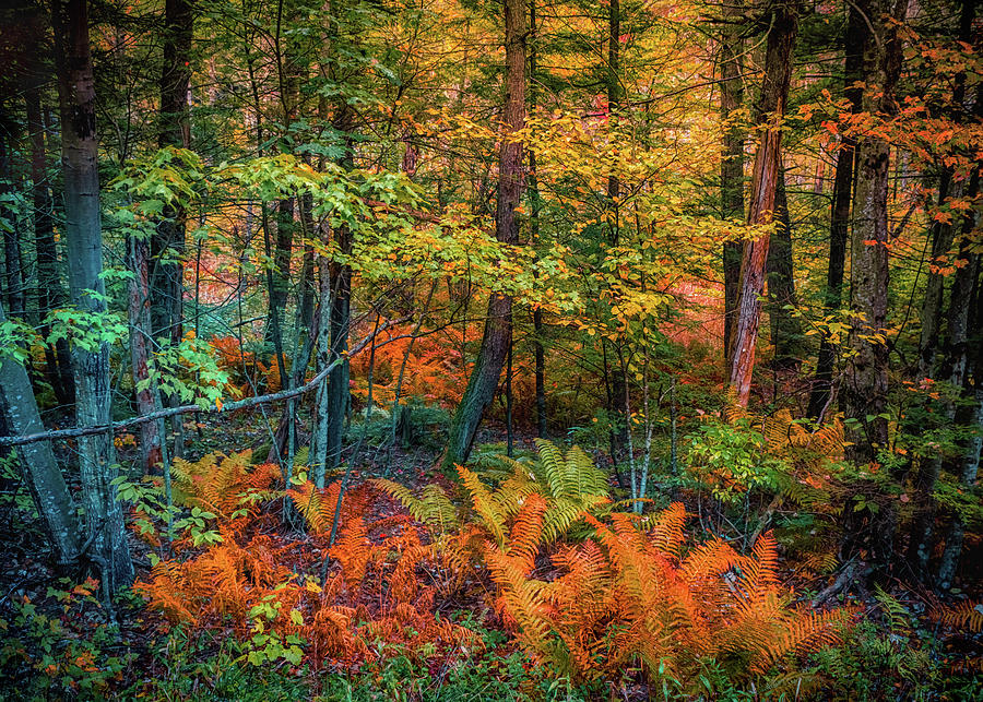 Autumn landscape scene 3 Photograph by Lilia S