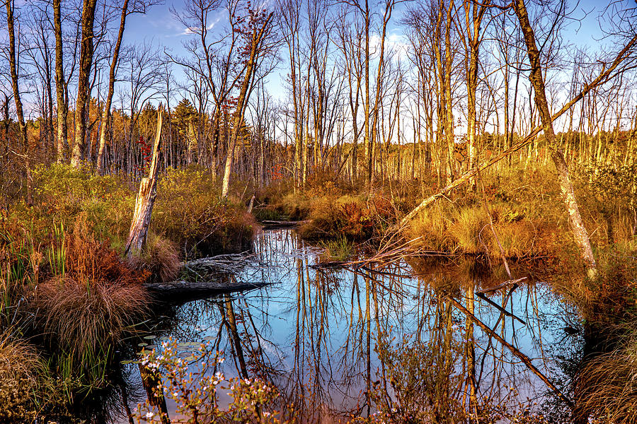 Autumn landscape - wetlands Photograph by Lilia S