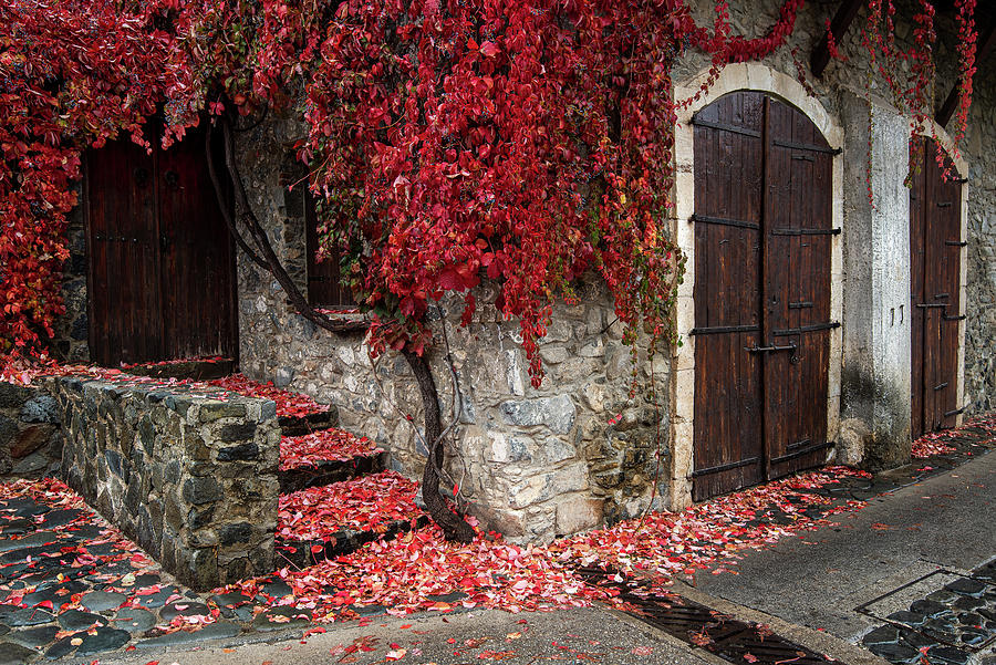 Autumn landscape with red plants on a hous wall Photograph by Michalakis Ppalis