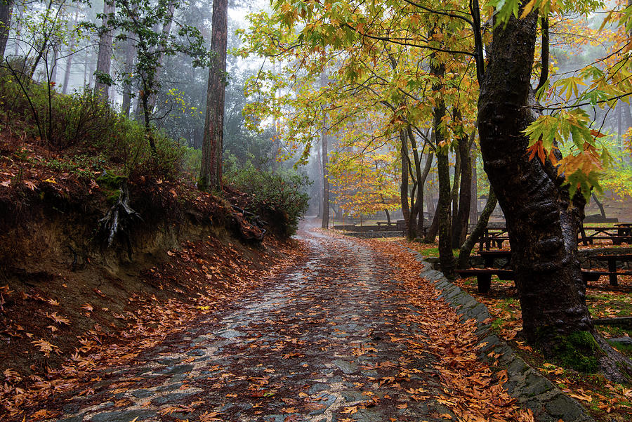 Autumn landscape with trees and Autumn leaves on the ground after rain Photograph by Michalakis Ppalis