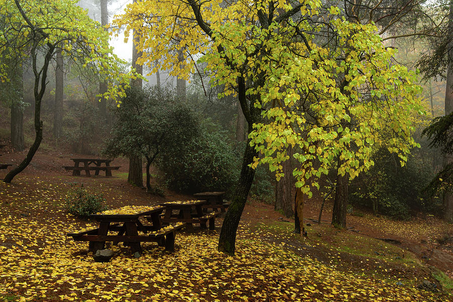 Autumn landscape with trees and yellow leaves on the ground after rain Photograph by Michalakis Ppalis