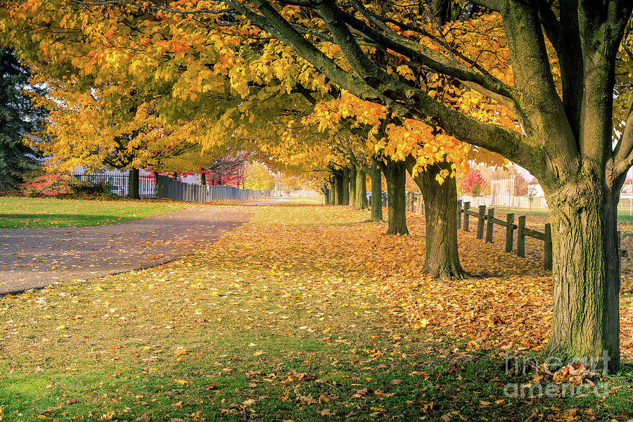 Autumn Lane Photograph