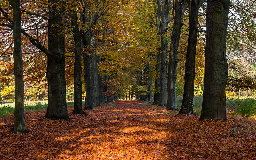 Autumn Lane Photograph by William Mevissen
