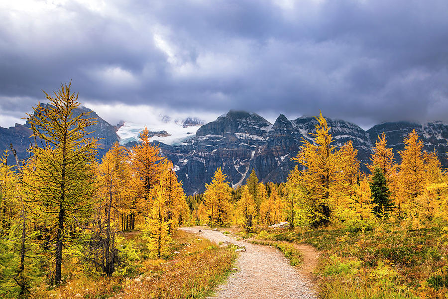 Autumn Larches at Banff Photograph by Andrew Soundarajan