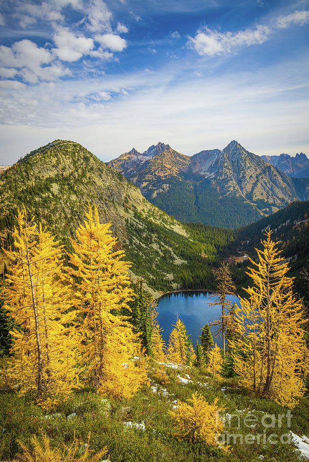 Autumn larches at Maple Pass Photograph by Inge Johnsson
