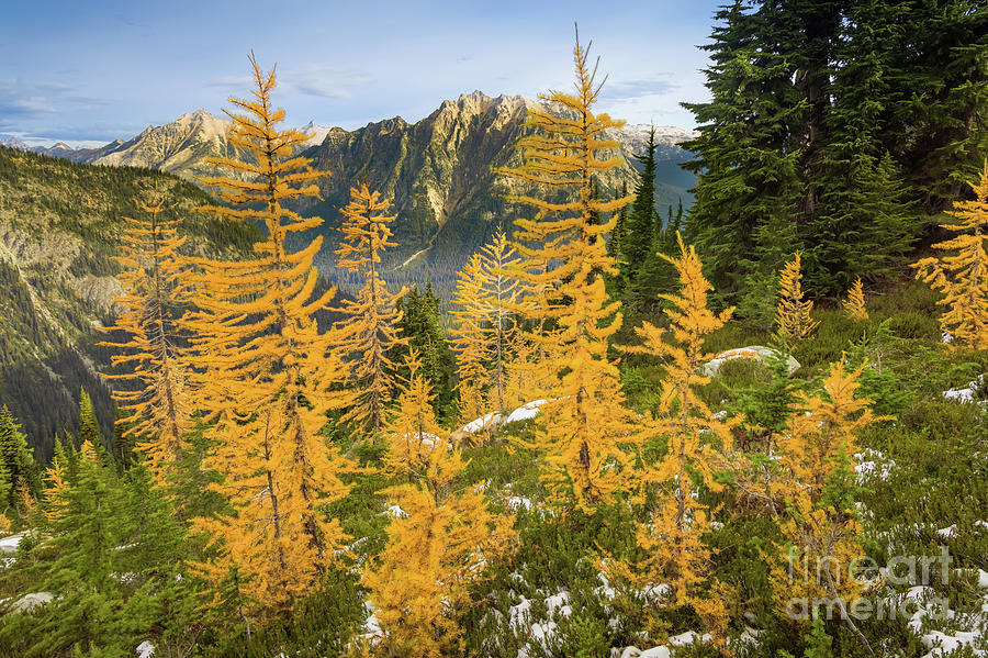 Autumn Larches Photograph by Inge Johnsson