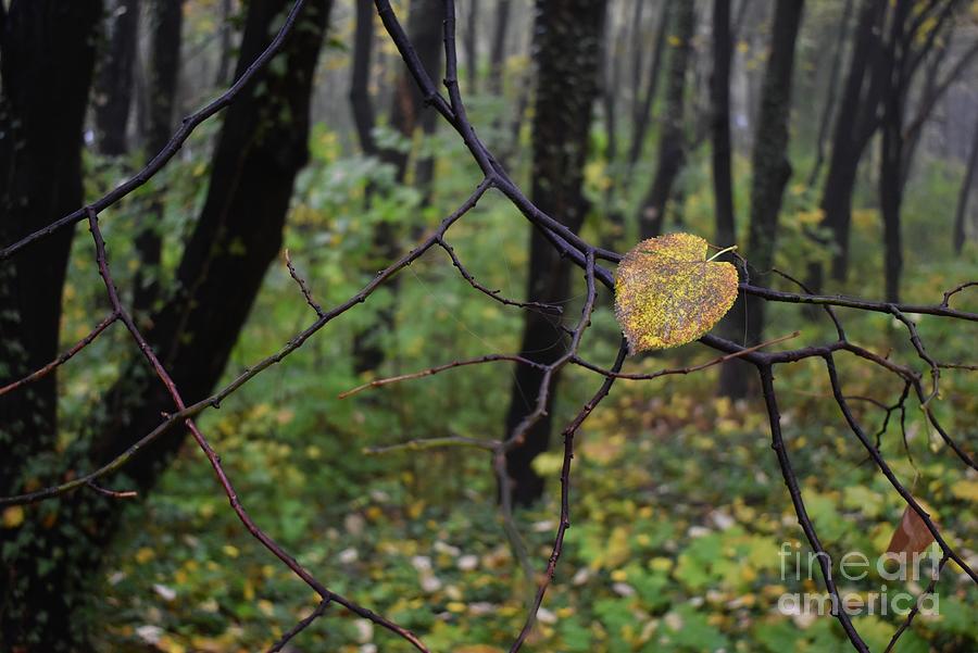 Autumn Last Leaf Photograph by Leonida Arte