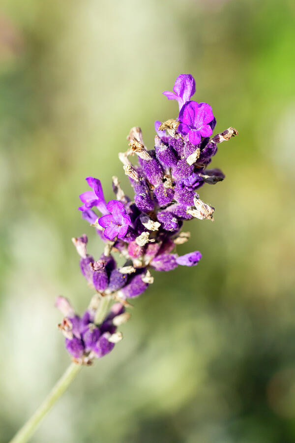 Autumn Lavender Photograph by Tanya C Smith