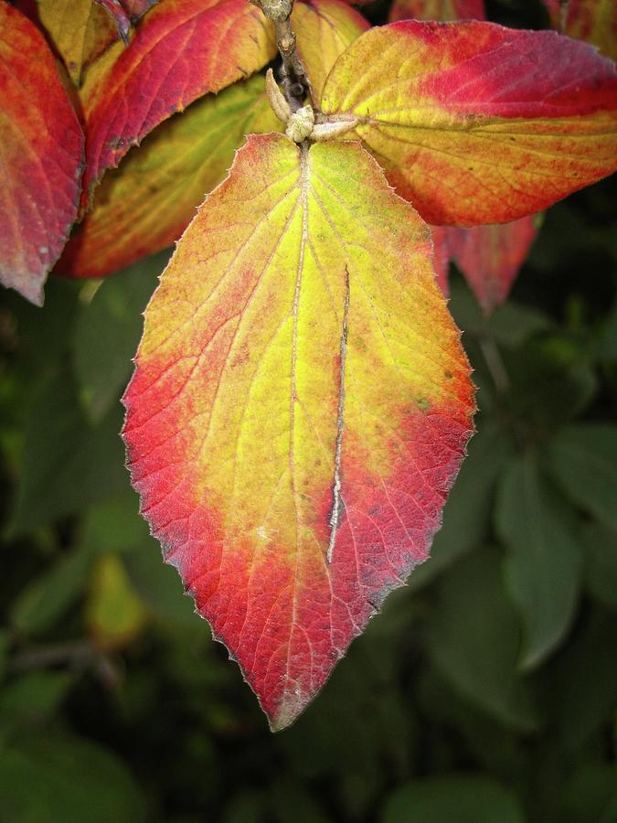 Landscape Photograph - Autumn Leaf #1 by Matthew Adelman Landscape Photograph - Autumn Leaf #1 by Matthew Adelman