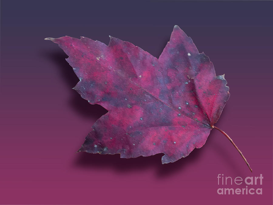 Autumn Leaf 1 of 5 Digital Art by L Bosco