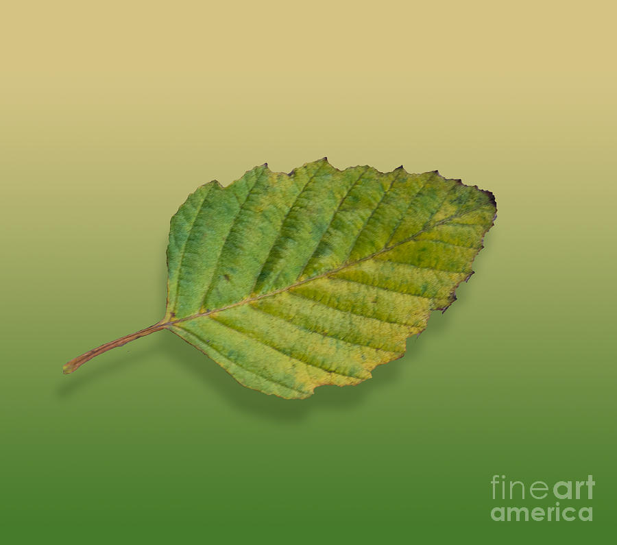 Autumn Leaf 4 of 5 Digital Art by L Bosco