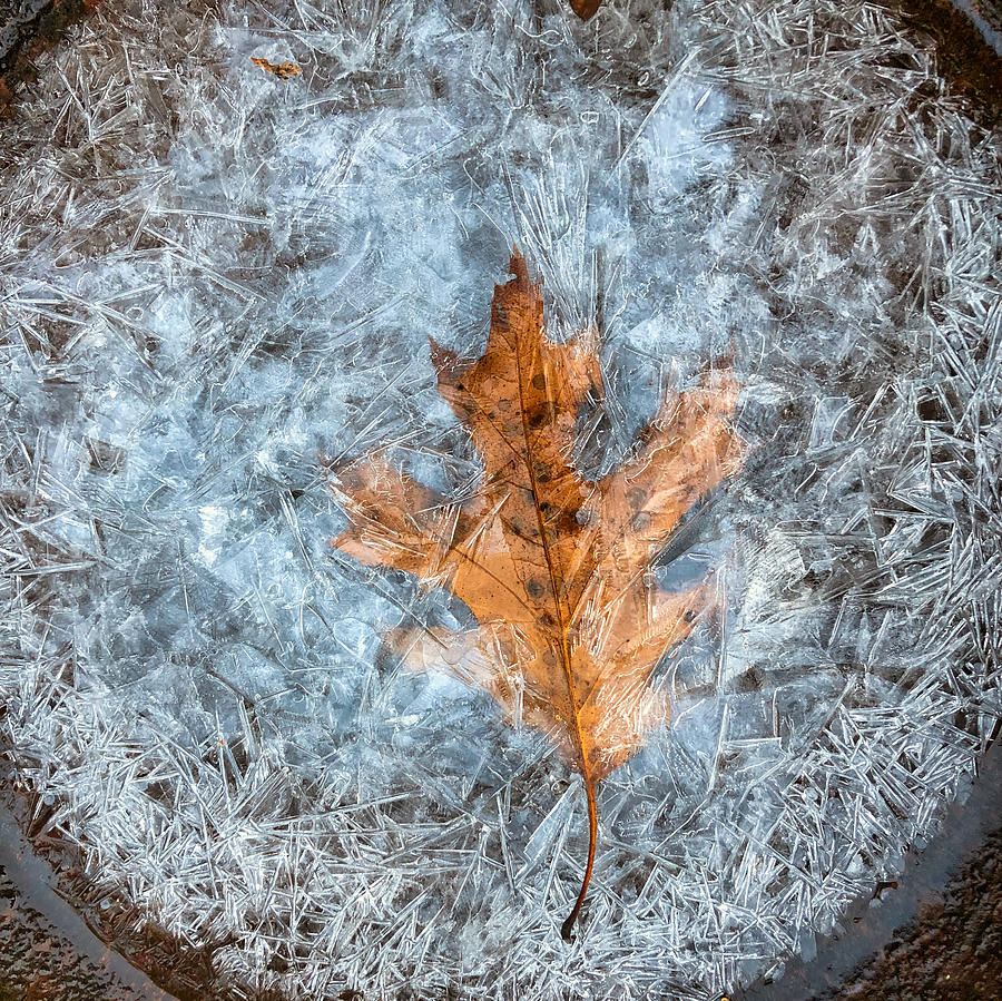 Autumn Leaf and Crackling Ice Photograph by Russ Considine