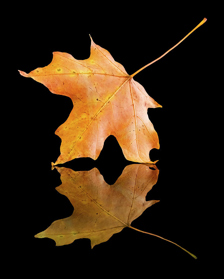 Autumn Leaf And Reflection Photograph by Gary Slawsky