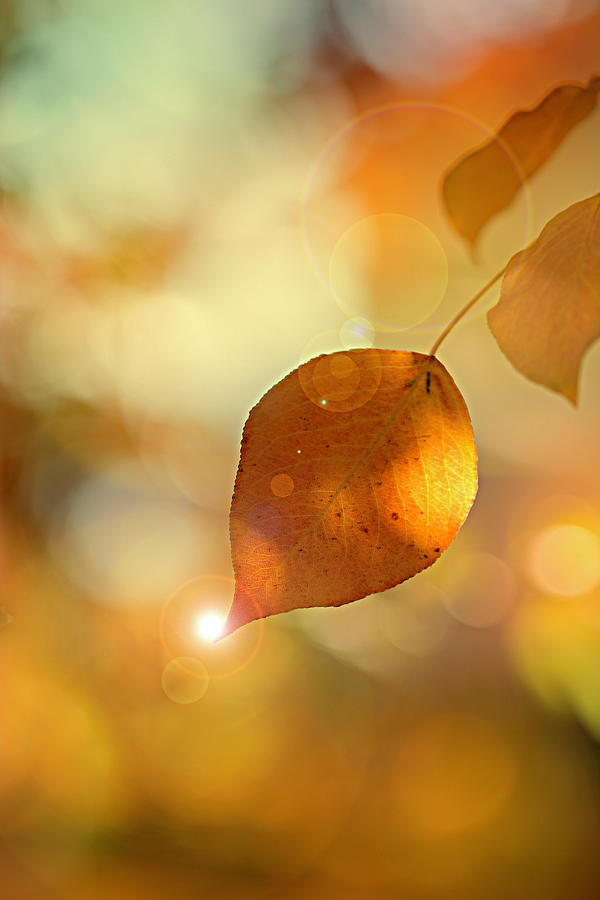 Autumn Leaf at Sunset Photograph by Vanessa Thomas