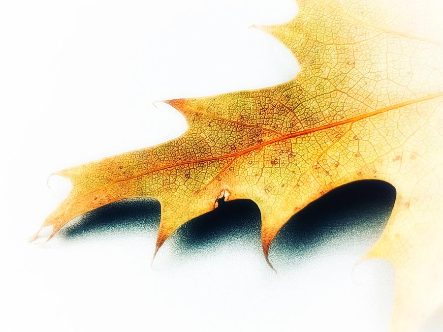 Autumn Leaf Photograph by Beverly Read