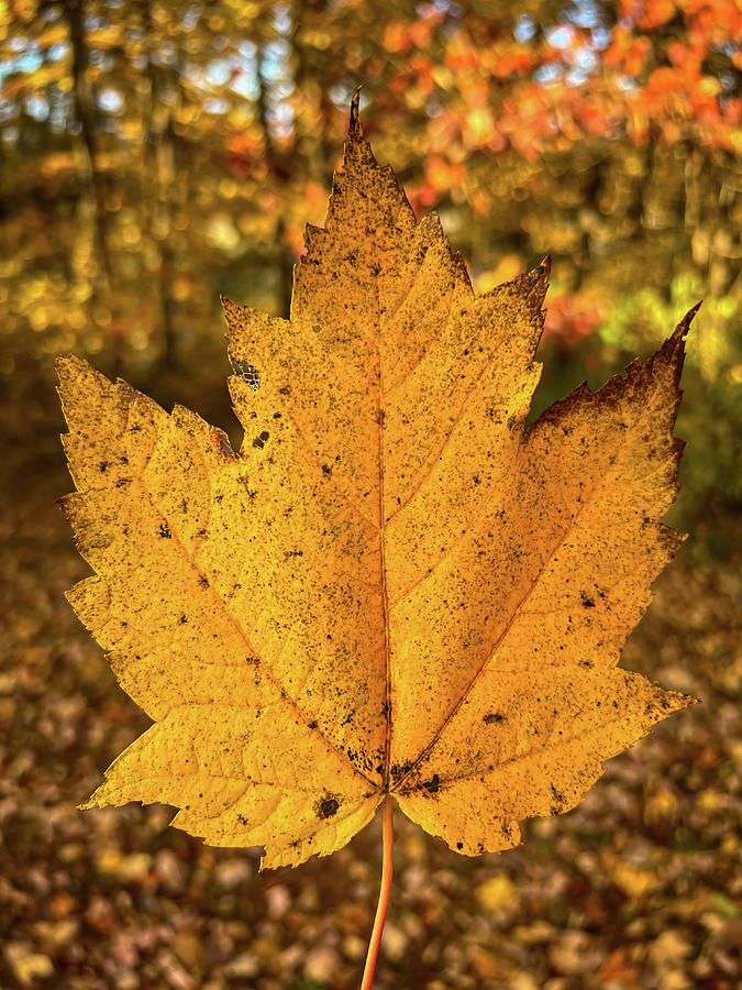Autumn Leaf Photograph by Bob Mintie