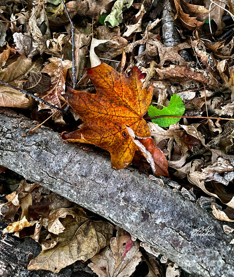 Autumn Leaf Photograph by CAC Graphics