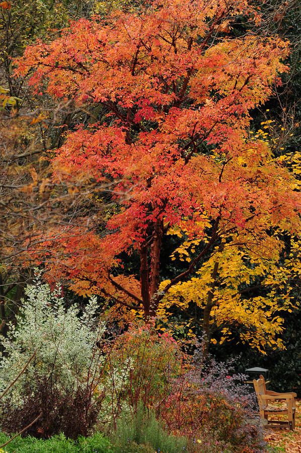 Autumn leaf colours in Belgravia, London Photograph by Sergio Amiti