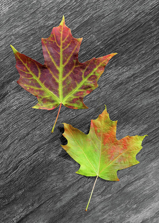 Autumn Leaf Duet Photograph by Kathi Mirto