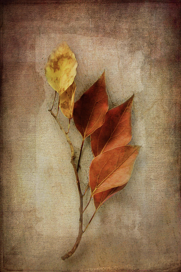 Autumn Leaf Elegance Digital Art by Terry Davis