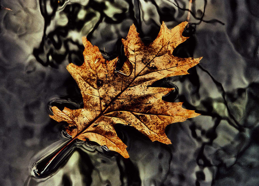 Autumn Leaf Floating Photograph by Russel Considine