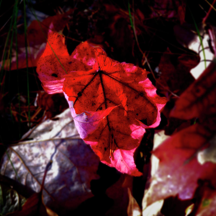 Autumn Leaf Photograph by George Taylor