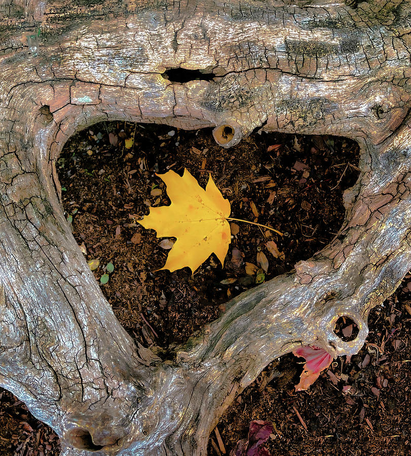 Autumn Leaf In Heart Bark Photograph by Gary Slawsky