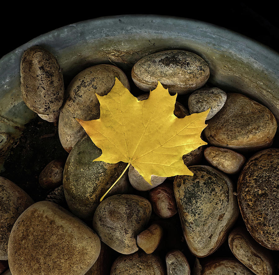 Autumn Leaf In Rock Pot Photograph by Gary Slawsky