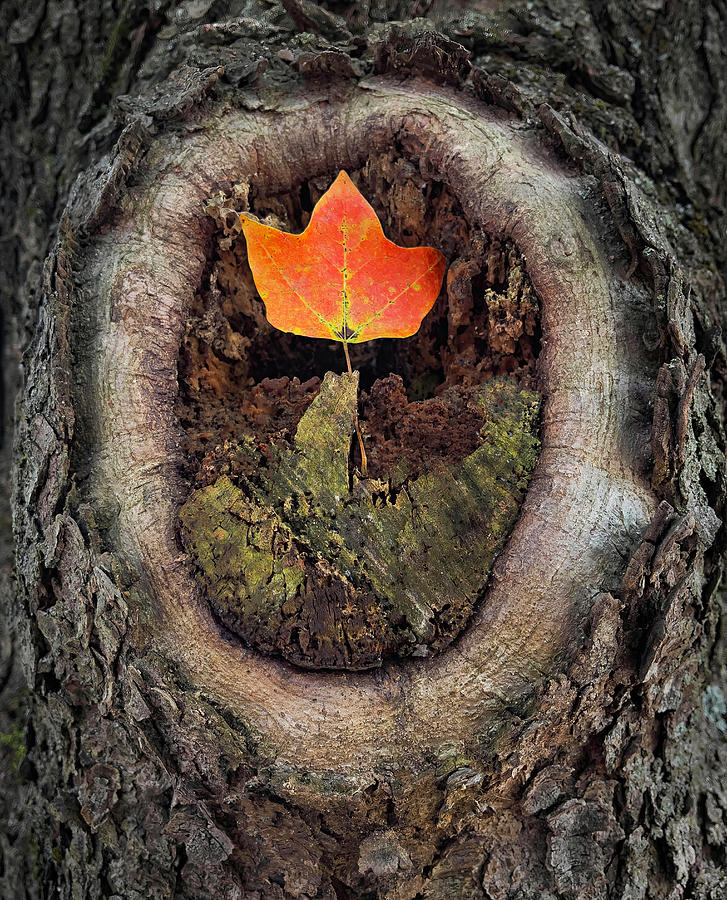 Autumn Leaf In Tree Cavity Photograph by Gary Slawsky