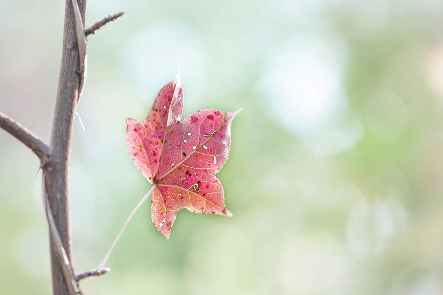 Autumn Leaf Photograph by Karen Rispin