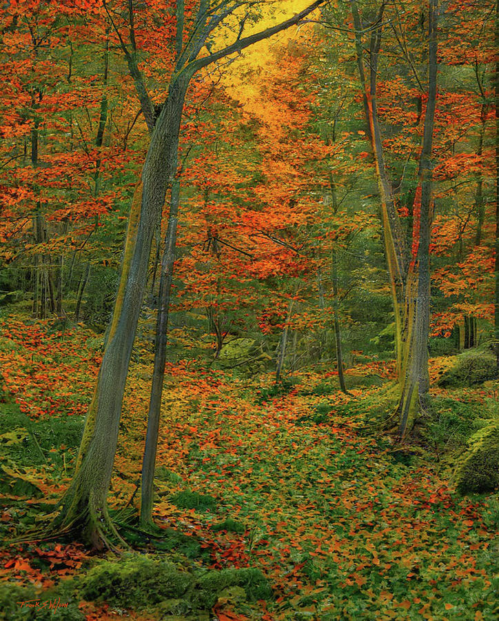 Autumn Leaf Litter D Digital Art by Frank Wilson