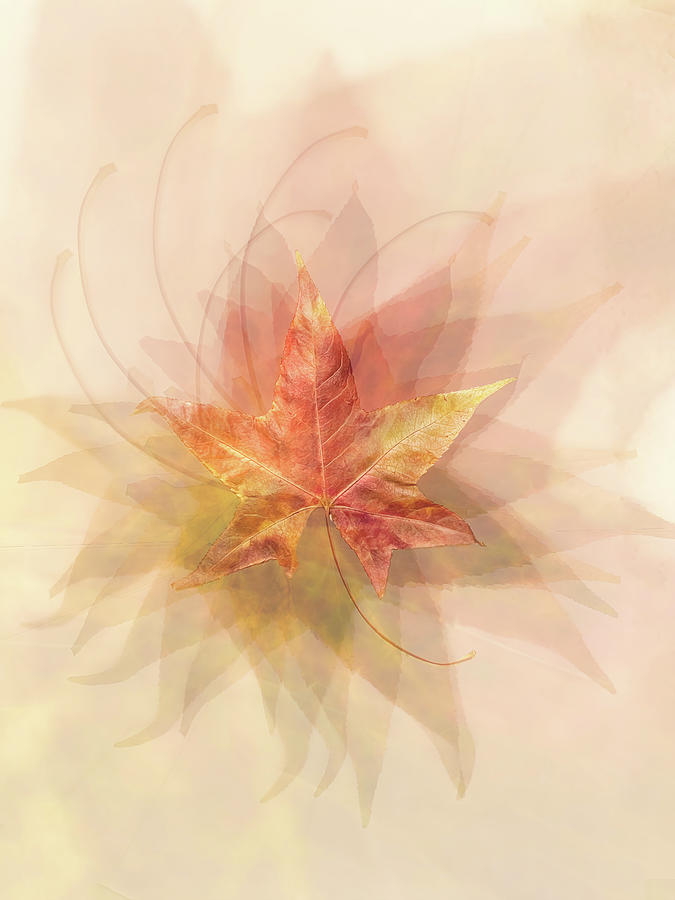 Autumn Leaf Magic Digital Art by Terry Davis