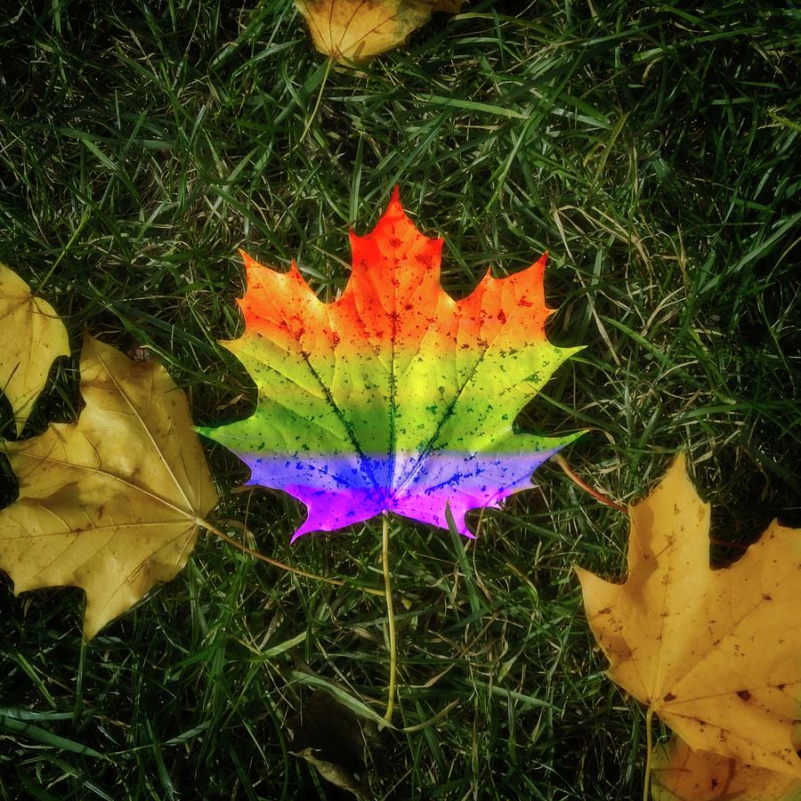 Fall Photograph - Autumn Leaf by Matthew Adelman Fall Photograph - Autumn Leaf by Matthew Adelman
