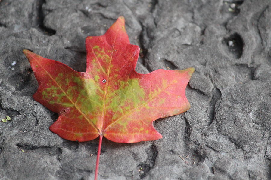 Maple Leaf Photograph - Autumn Leaf On A Sidewalk by Callen Harty Maple Leaf Photograph - Autumn Leaf On A Sidewalk by Callen Harty
