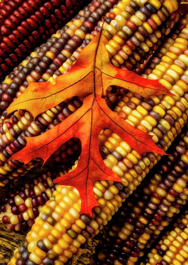 Autumn Leaf On Indian Corn Photograph by Garry Gay