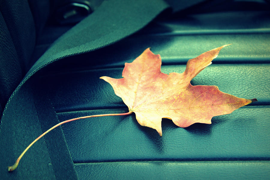 Autumn Leaf on Leather Seat Photograph by Joseph Skompski
