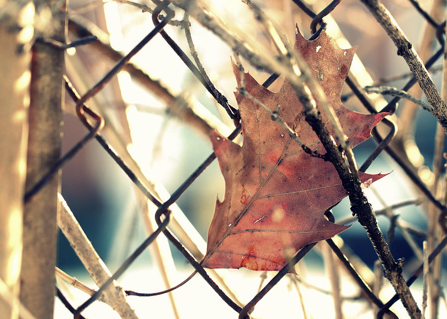 Autumn Leaf on Metal Fence Photograph by Joseph Skompski